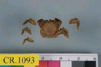 藏品(戈氏小相手蟹)的圖片